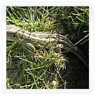 MČR na dlouhé dráze Hořín 2009 | VKOLOMOUC