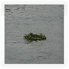 16. ročník závodů osmiveslic Děvín - Bratislava 2010 | VKOLOMOUC